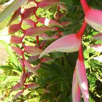 heliconia in cairns tropical garden