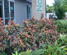 tropical landscape design commercial 4