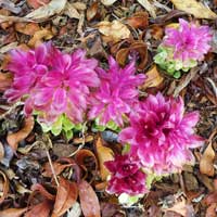 spring surprise in cairns hinterland garden curcuma