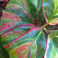 cordyline leaves in cairns tropical garden