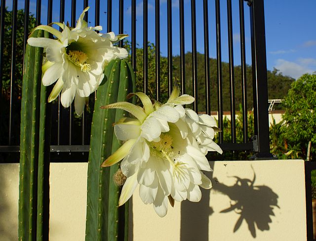 Cairns Garden night flowering cactus