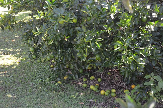 landscaping with fruit trees limes