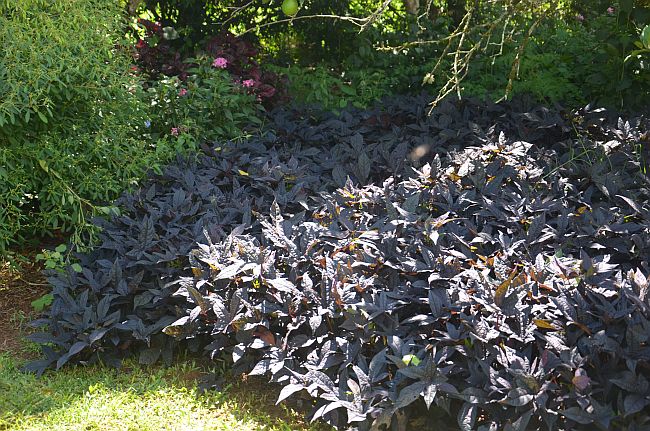 subtropical garden black sweet potato