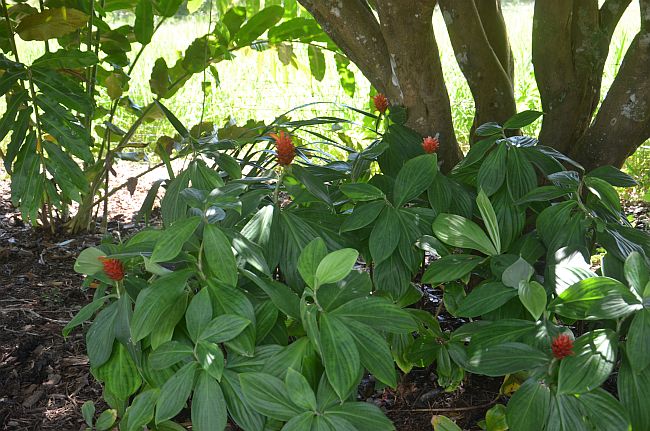 subtropical garden dwarf orange spiral ginger